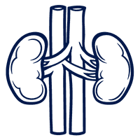 kidney