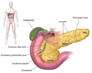 Understanding Pancreatic Diabetes